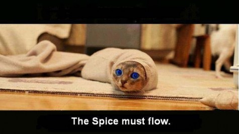 dune_cat_spice_must_flow-475x267.jpg
